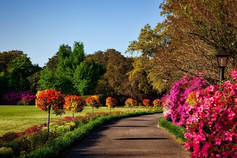 Beautiful garden walkway with trees and flowers