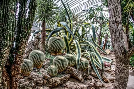 Cacti Plants growing in greenhouse