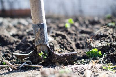 Shovel in dirt garden renovation 